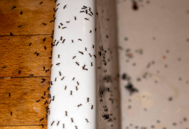 Best Emergency Pest Control  in Boyceville, WI